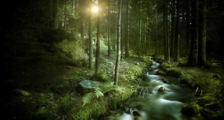 forest_stream